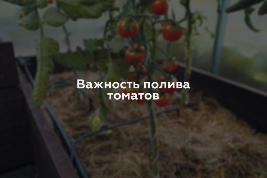 Важность полива томатов