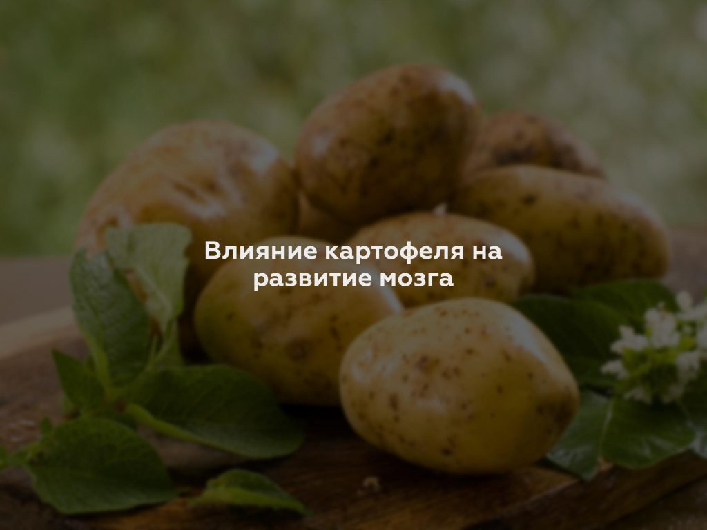 Влияние картофеля на развитие мозга