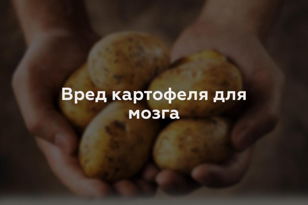 Вред картофеля для мозга