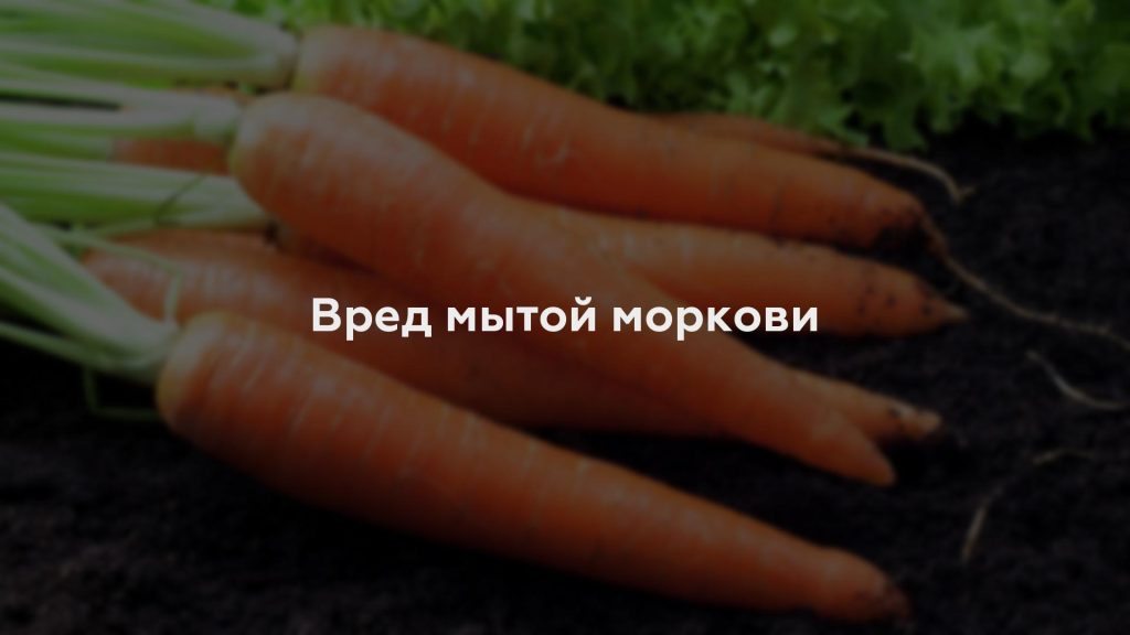 Вред мытой моркови